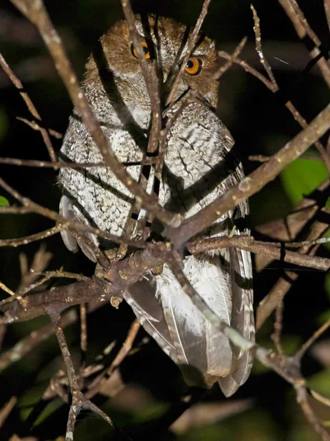 Puerto Rican Owl