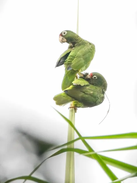 Puerto Rican Parrot