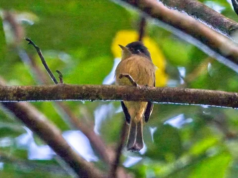 Lesser Antillean [Puerto Rican] Pewee