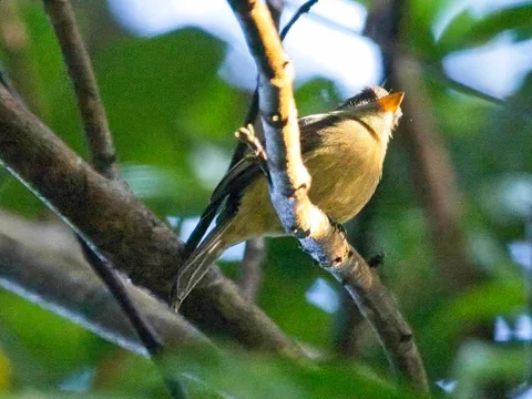 Lesser Antillean [Puerto Rican] Pewee