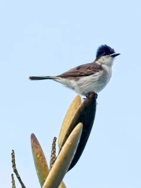 Loggerhead [Puerto Rican] Kingbird