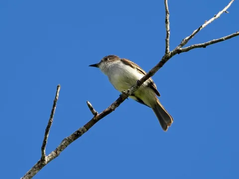 Puerto Rican Flycatcher