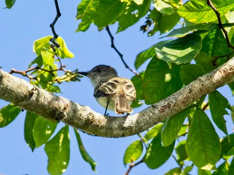 Puerto Rican Flycatcher
