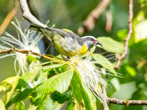 [Puerto Rican] Bananaquit