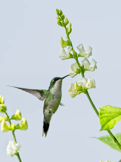 Puerto Rican Emerald, female
