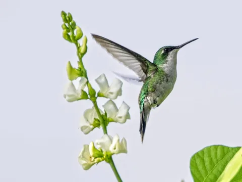 Puerto Rican Emerald, female