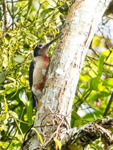 Puerto Rican Woodpecker