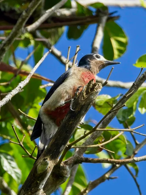 Puerto Rican Woodpecker