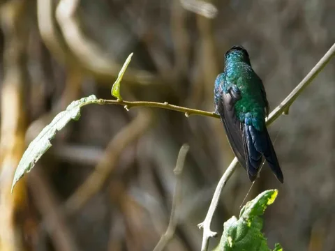 Puerto Rican Emerald, male