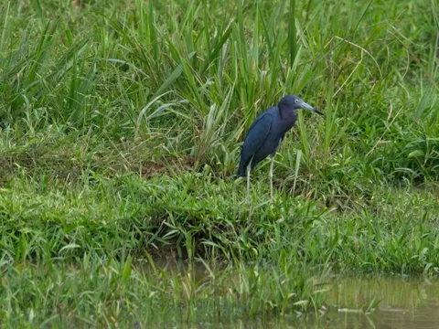 Little Blue Heron