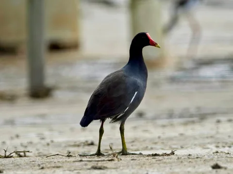 Common Gallinule
