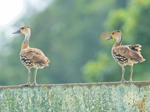 West Indian Whistling Duck