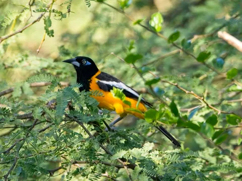 Venezuelan Troupial