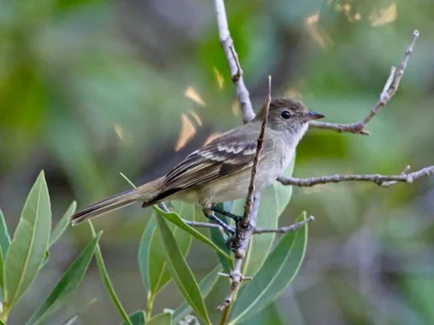 Caribbean Elaenia