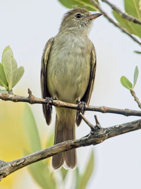 Caribbean Elaenia
