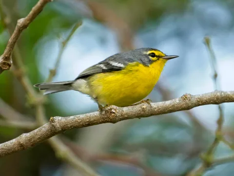 Adelaide's Warbler