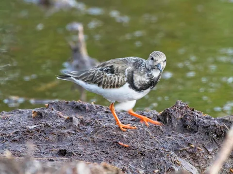 Ruddy Turnstone