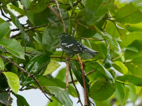 Elfin-woods Warbler