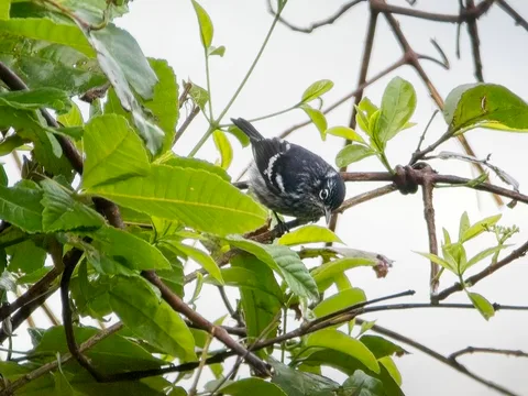 Elfin-woods Warbler