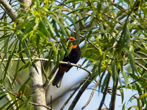 Puerto Rican Bullfinch (alas, the best photo I got!)