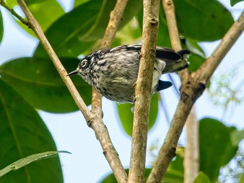 Elfin-woods Warbler
