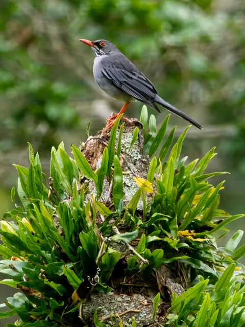 Red-legged Thrush