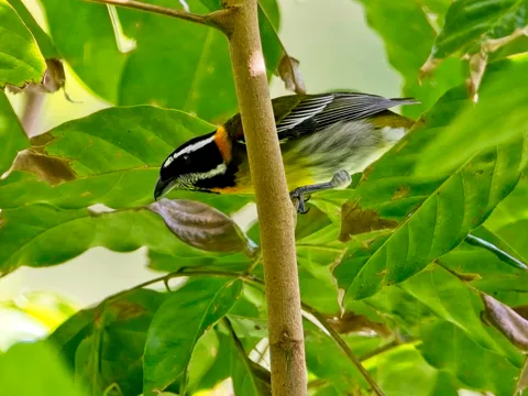 Puerto Rican Spindalis