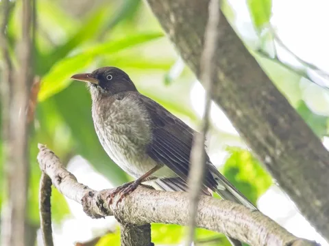 Pearly-eyed Thrasher