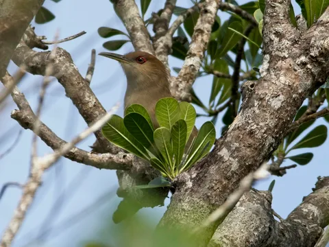 Puerto Rican Lizard-Cuckoo