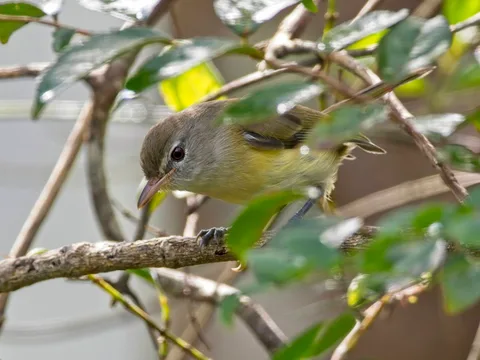 Puerto Rican Vireo