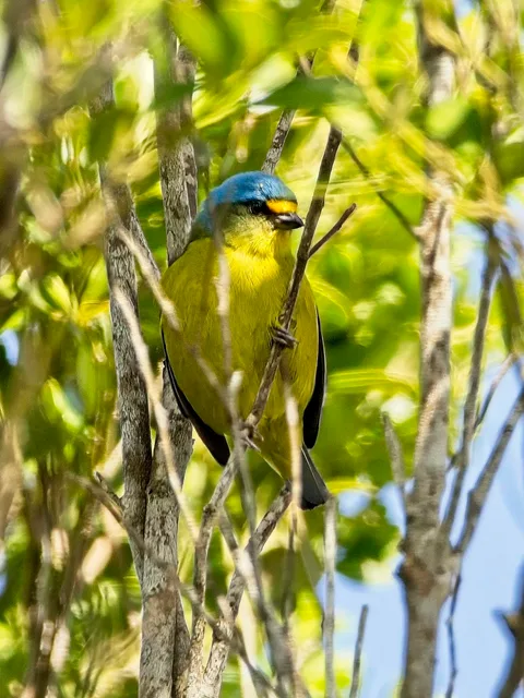 Antillean [Puerto Rican] Euphonia