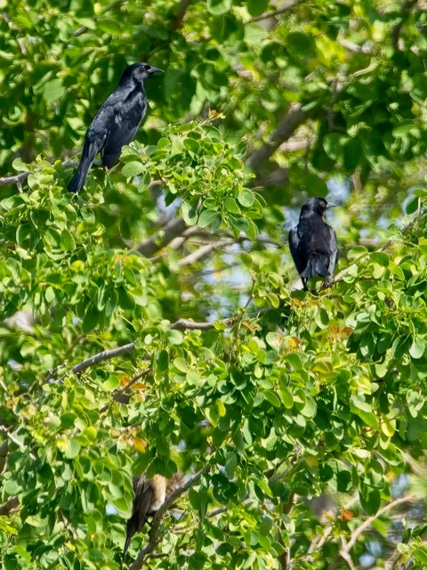 Yellow-shouldered Blackbird and a Shiny Cowbird