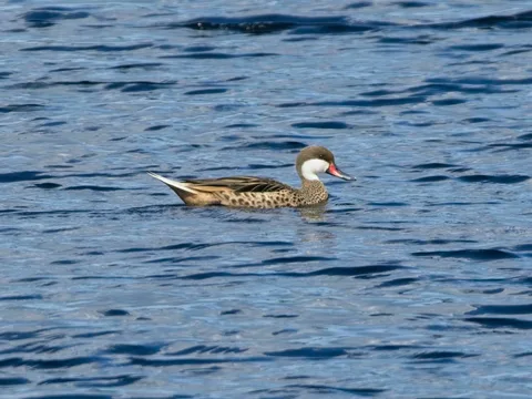 White-cheeked Pintail