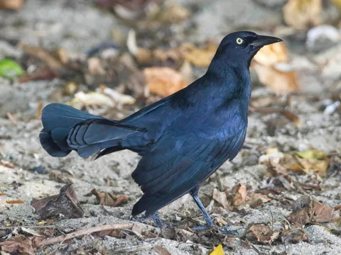 Greater Antillean Grackle