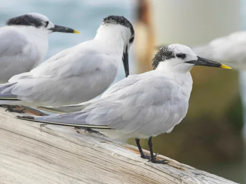 (Cabot's) Sandwich Tern