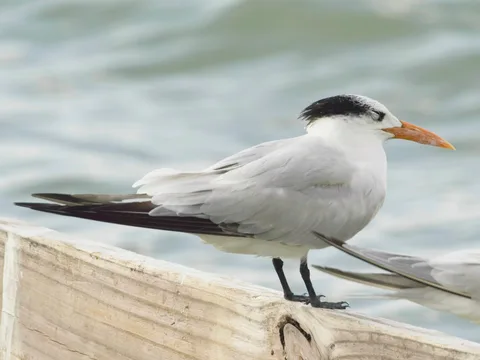 Royal Tern