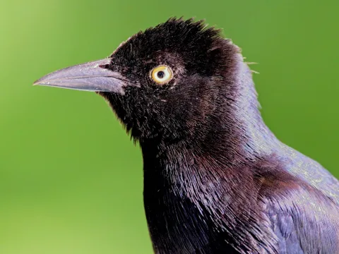 Greater Antillean Grackle