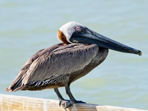 Brown Pelican