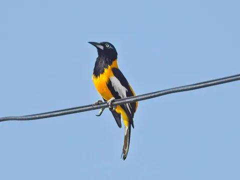 Venezuelan Troupial