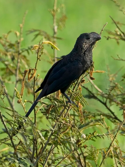 Smooth-billed Ani