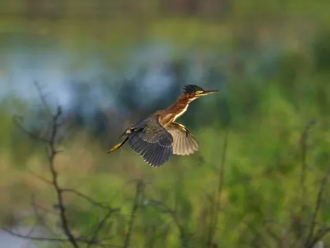 Green Heron