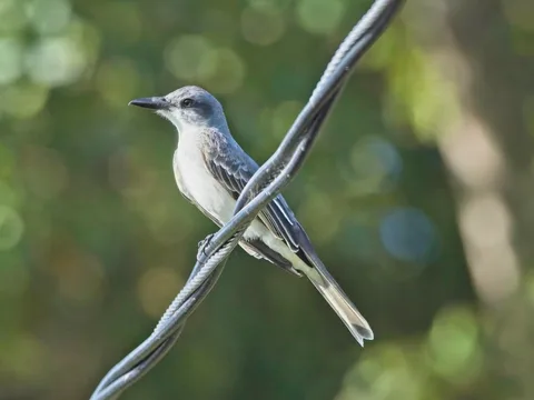 Gray Kingbird