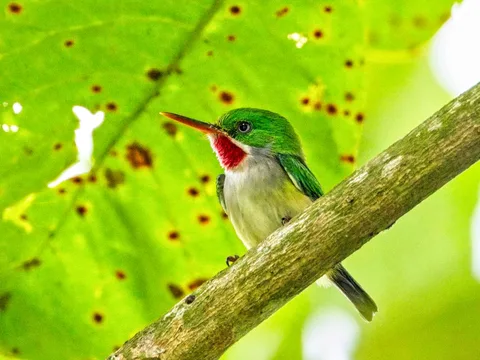 Puerto Rican Tody