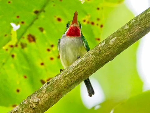 Puerto Rican Tody