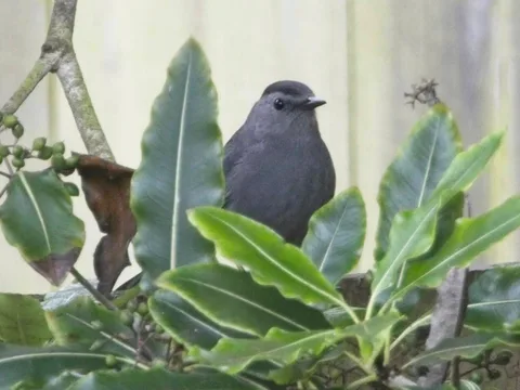 Gray Catbird