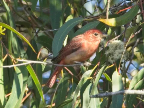 Summer Tanager