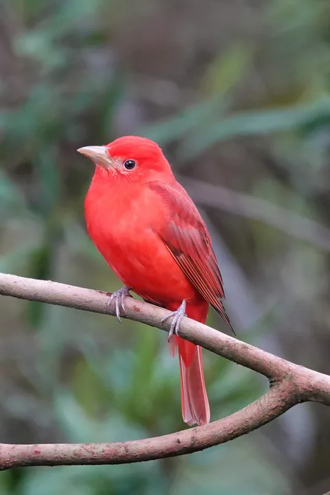 Summer Tanager