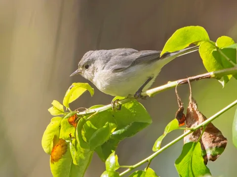 Lucy's Warbler