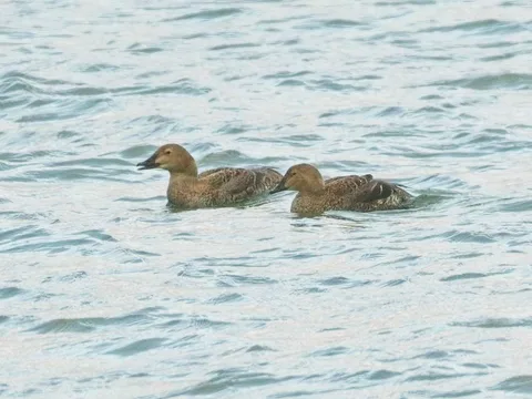 King Eiders
