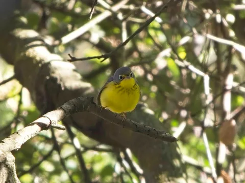 Canada Warbler